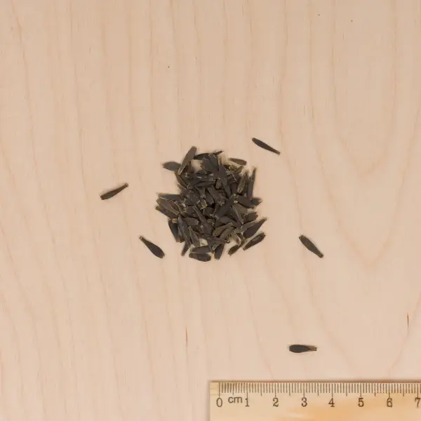 Fleurs - Dahlia Unwin Varié - MEDIA_3D